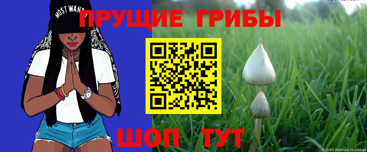 Псилоцибиновые грибы Psilocybine cubensis Симферополь